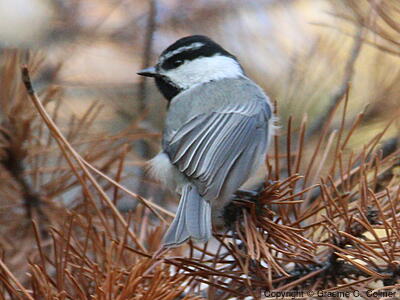 Mountain Chickadee (Poecile gambeli) - Adult