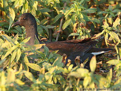 Common Gallinule (Gallinula galeata) - Immature