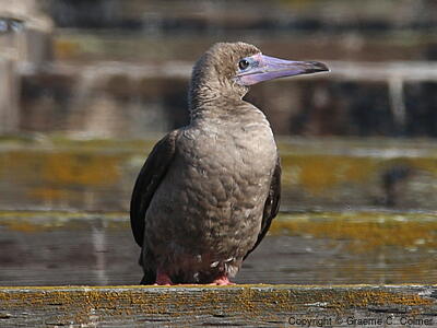 Red-footed Booby (Sula sula) - Adult