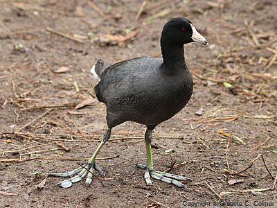 American Coot (Fulica americana) - Adult