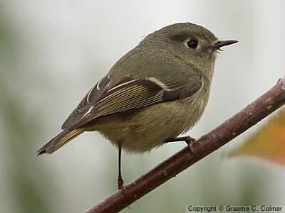 Ruby-crowned Kinglet (Corthylio calendula) - Adult
