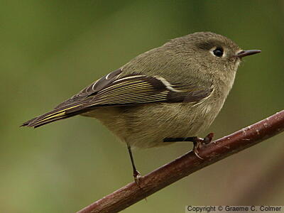 Ruby-crowned Kinglet (Corthylio calendula) - Adult