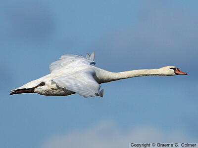 Mute Swan (Cygnus olor) - Adult