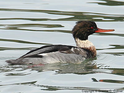 Red-breasted Merganser (Mergus serrator) - Adult male