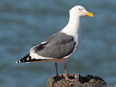 Western Gull (Larus occidentalis) - Breeding adult