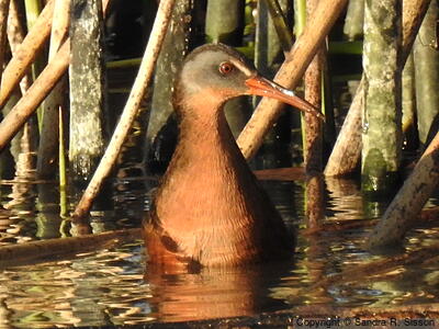 Virginia Rail (Rallus limicola) - Adult (Virginia)