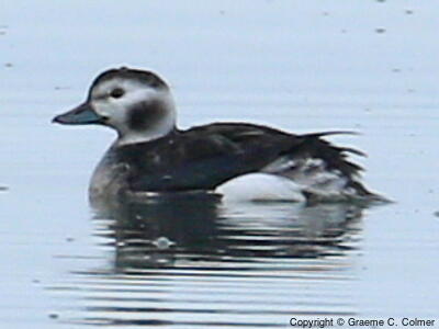 Long-tailed Duck (Clangula hyemalis) - Adult