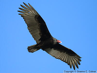 Turkey Vulture (Cathartes aura) - Adult (northern)