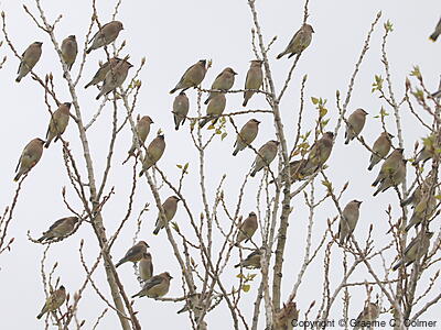 Cedar Waxwing (Bombycilla cedrorum) - Flock