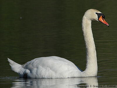 Mute Swan (Cygnus olor) - Adult