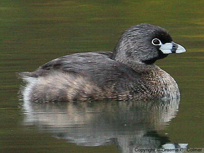 Pied-billed Grebe (Podilymbus podiceps) - Breeding adult