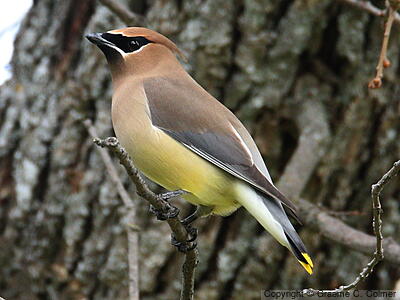 Cedar Waxwing (Bombycilla cedrorum) - Adult