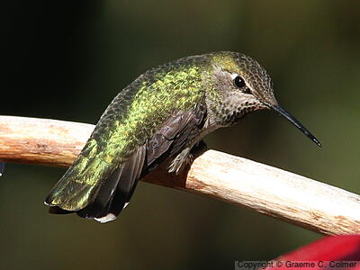 Anna's Hummingbird (Calypte anna) - Adult female