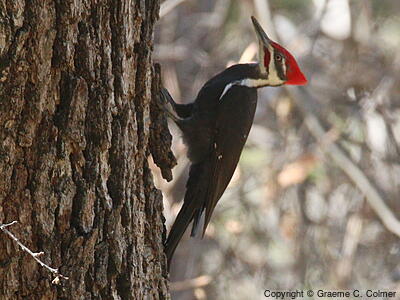 Pileated Woodpecker