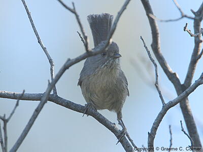Wrentit (Chamaea fasciata) - Adult
