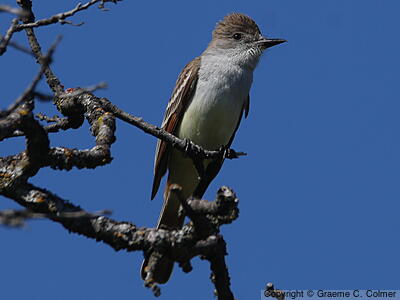 Ash-throated Flycatcher (Myiarchus cinerascens) - Adult
