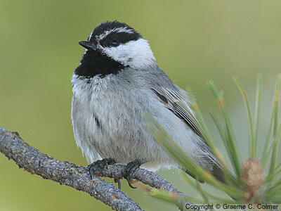 Mountain Chickadee (Poecile gambeli) - Adult