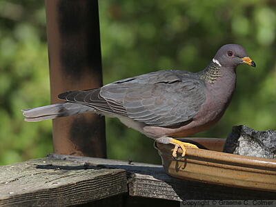 Band-tailed Pigeon (Patagioenas fasciata) - Adult