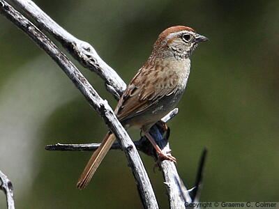Rufous-crowned Sparrow (Aimophila ruficeps) - Adult
