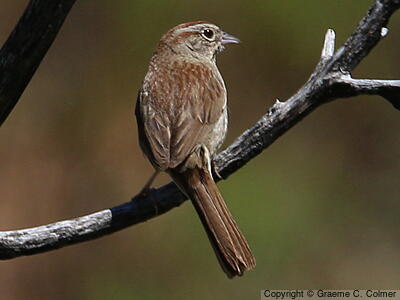 Rufous-crowned Sparrow (Aimophila ruficeps) - Adult
