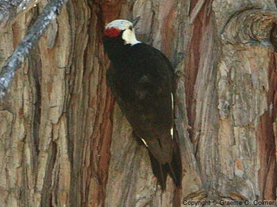 White-headed Woodpecker (Dryobates albolarvatus) - Adult male