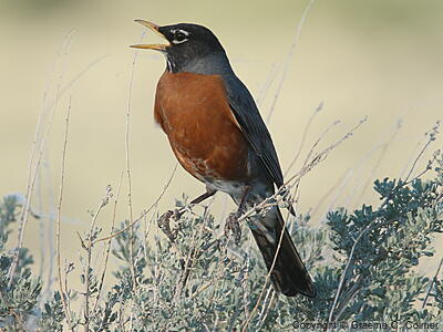 American Robin (Turdus migratorius) - Adult male