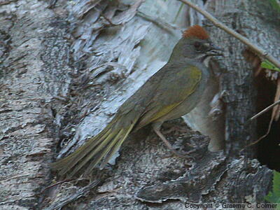 Green-tailed Towhee (Pipilo chlorurus) - Adult