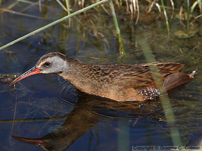 Virginia Rail (Rallus limicola) - Adult (Virginia)