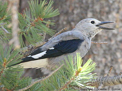 Clark's Nutcracker (Nucifraga columbiana) - Adult