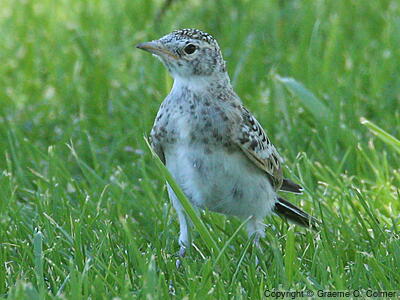 Horned Lark (Eremophila alpestris) - Juvenile