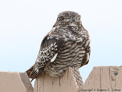 Common Nighthawk (Chordeiles minor) - Adult