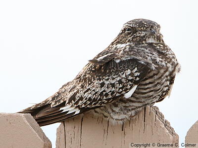 Common Nighthawk (Chordeiles minor) - Adult