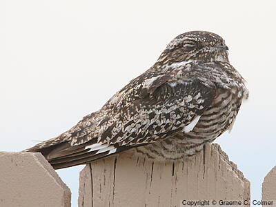 Common Nighthawk (Chordeiles minor) - Adult