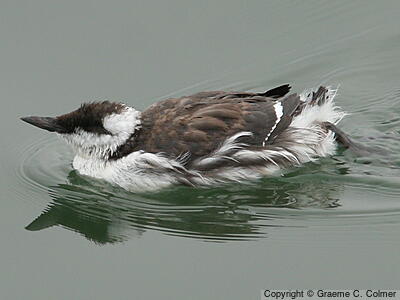 Common Murre (Uria aalge) - Juvenile