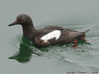 Pigeon Guillemot (Cepphus columba) - Adult