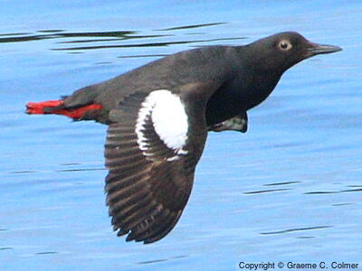 Pigeon Guillemot (Cepphus columba) - Adult
