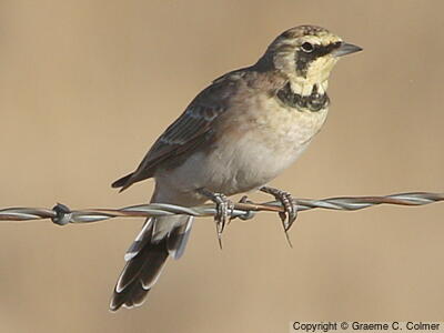 Horned Lark (Eremophila alpestris) - Immature male