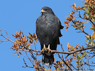Common Black Hawk (Buteogallus anthracinus) - Adult