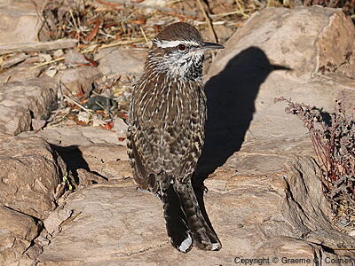 Cactus Wren (Campylorhynchus brunneicapillus) - Adult