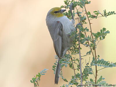 Verdin (Auriparus flaviceps) - Adult