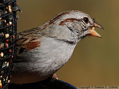 Rufous-winged Sparrow (Peucaea carpalis) - Adult