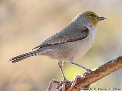 Verdin (Auriparus flaviceps) - Adult