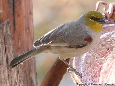 Verdin (Auriparus flaviceps) - Adult