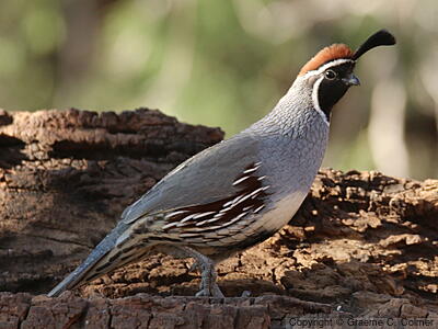 Gambel's Quail (Callipepla gambelii) - Adult male