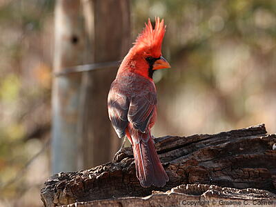 Northern Cardinal (Cardinalis cardinalis) - Adult male