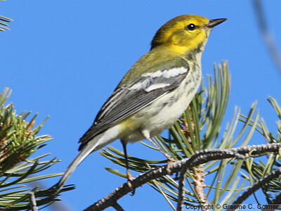 Black-throated Green Warbler (Setophaga virens) - Adult female