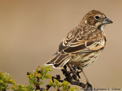 Lark Bunting (Calamospiza melanocorys) - Female/immature male