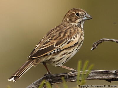 Lark Bunting (Calamospiza melanocorys) - Female/immature male