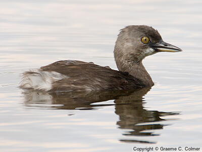 Least Grebe (Tachybaptus dominicus) - Breeding adult