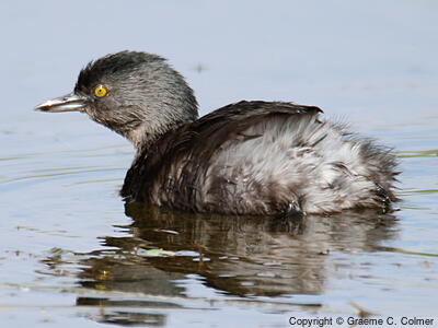 Least Grebe (Tachybaptus dominicus) - Breeding adult
